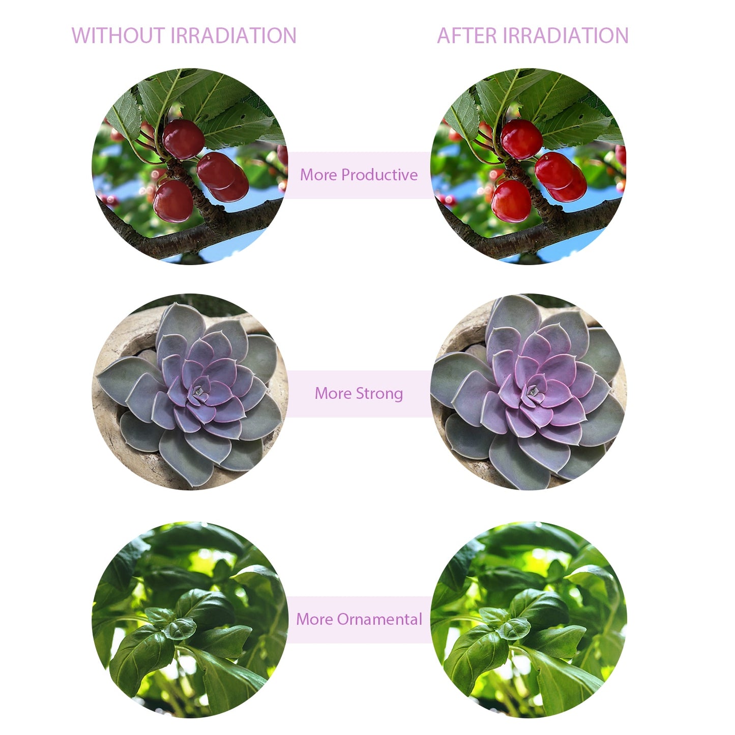 LED Grow Light USB Phyto Lamp Full Spectrum 4 Head Grow Tent Complete Kit Phytolamp for Plants Seedlings Flowers Indoor Grow Box